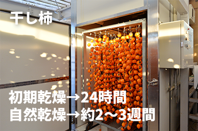 干し柿初期乾燥24時間 自然乾燥2〜3週間