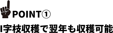 I字枝収穫で翌年も収穫可能