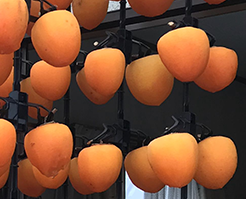 柿のれん(縦吊り式)