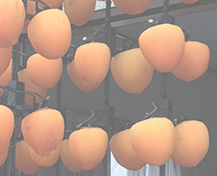 柿のれん(縦吊り式)